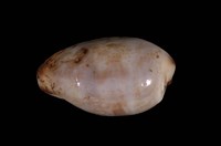 藏品(小眼寶螺)的圖片